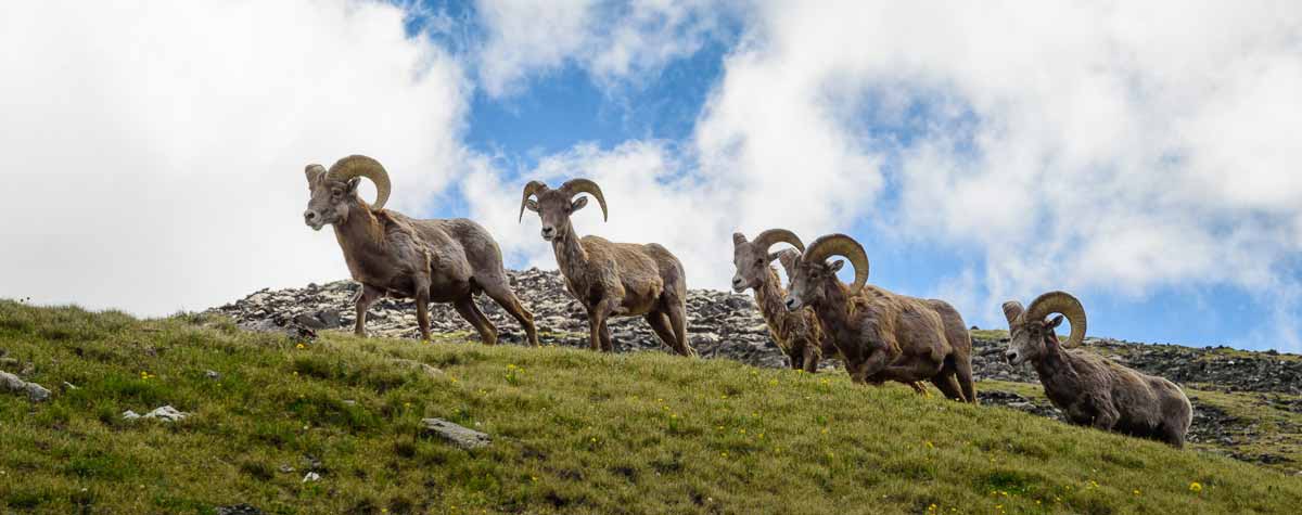 bighorn sheep