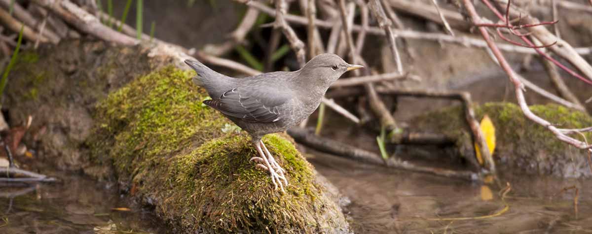 American Dipper