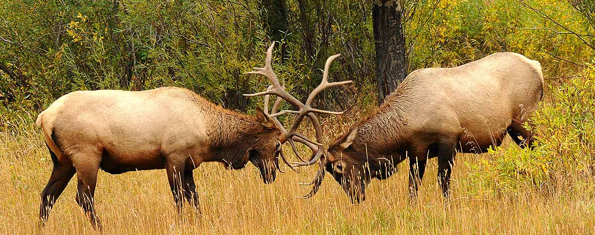 Elk