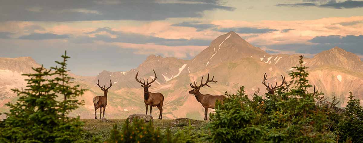 Elk