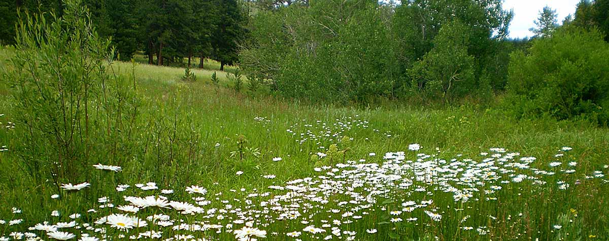 Jason's Meadow