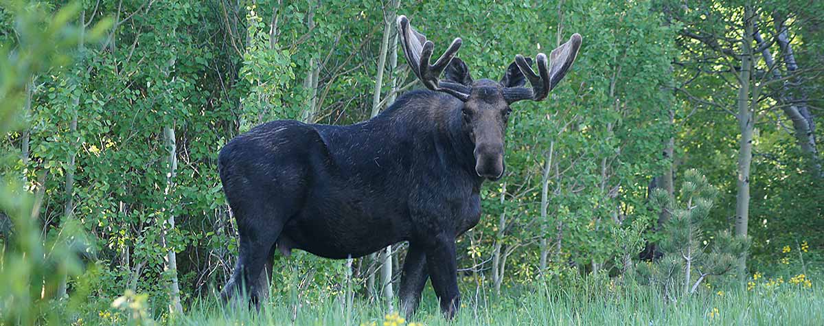 Moose